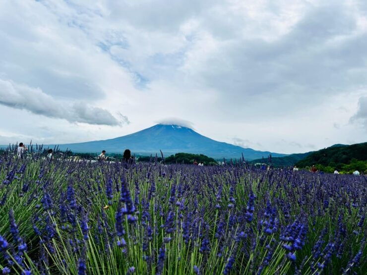 From Tokyo: Mt. Fuji or Hakone Sightseeing Private Day Tour - Good To Know