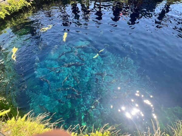 From Tokyo: Mt. Fuji or Hakone Sightseeing Private Day Tour - Optional Activities