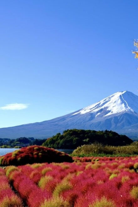 From Tokyo: Mt. Fuji Private Day Tour With English Driver - Customization Options