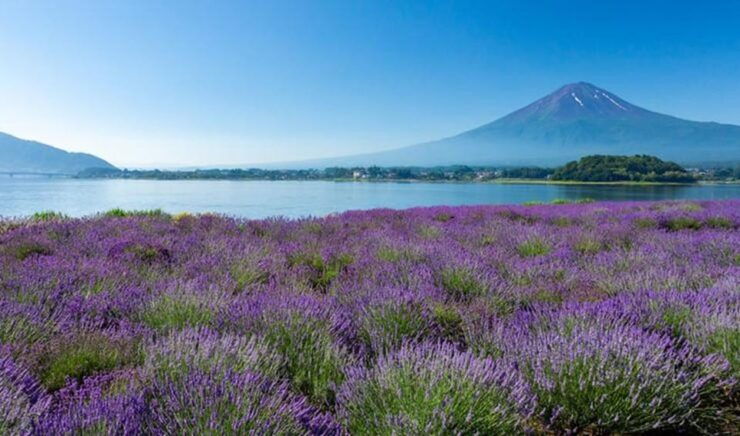 From Tokyo: Mt Fuji Private One Day Trip (w/ Toyota Alphard) - Itinerary Highlights