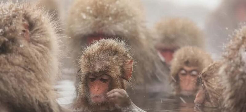 From Tokyo: Nagano Day Private Tour With English Driver - Good To Know