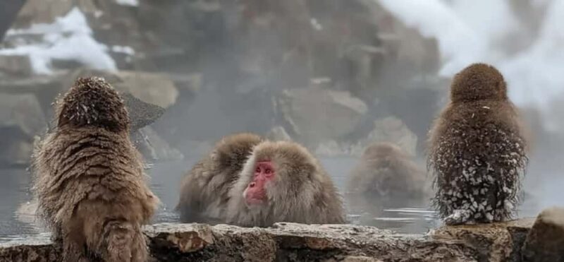 From Tokyo: Nagano Day Private Tour With English Driver - Practical Details and Tips