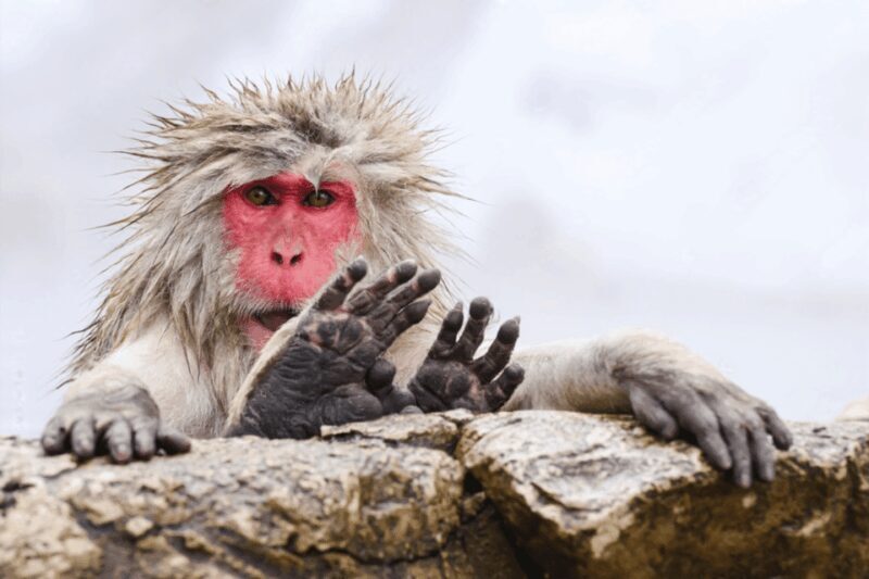 From Tokyo: Nagano, Monkeys, Zenkoji Temple Private Day Trip - Who Will Love This Tour?