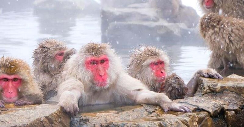 From Tokyo/Nagano : Private Snow Monkeys Park Full Day Trip - Discover the Charm of Nagano with a Private Snow Monkeys Tour