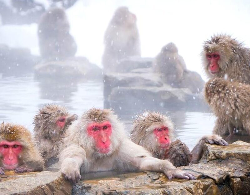 From Tokyo/Nagano : Private Snow Monkeys Park Full Day Trip - The Value of the Experience