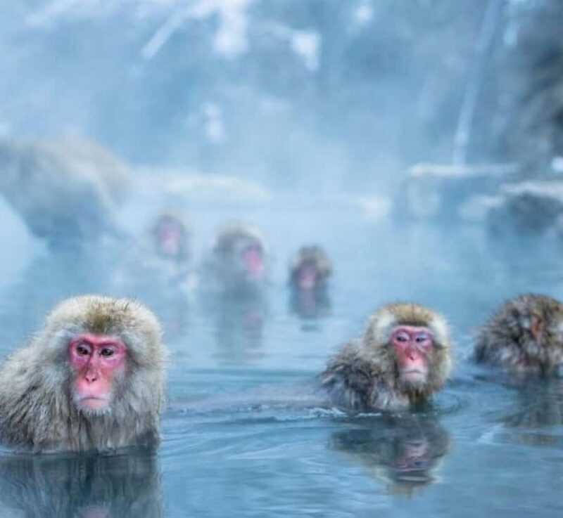 From Tokyo: Nagano Private Tour with Snow Monkeys - An In-Depth Look at the Nagano Private Tour from Tokyo
