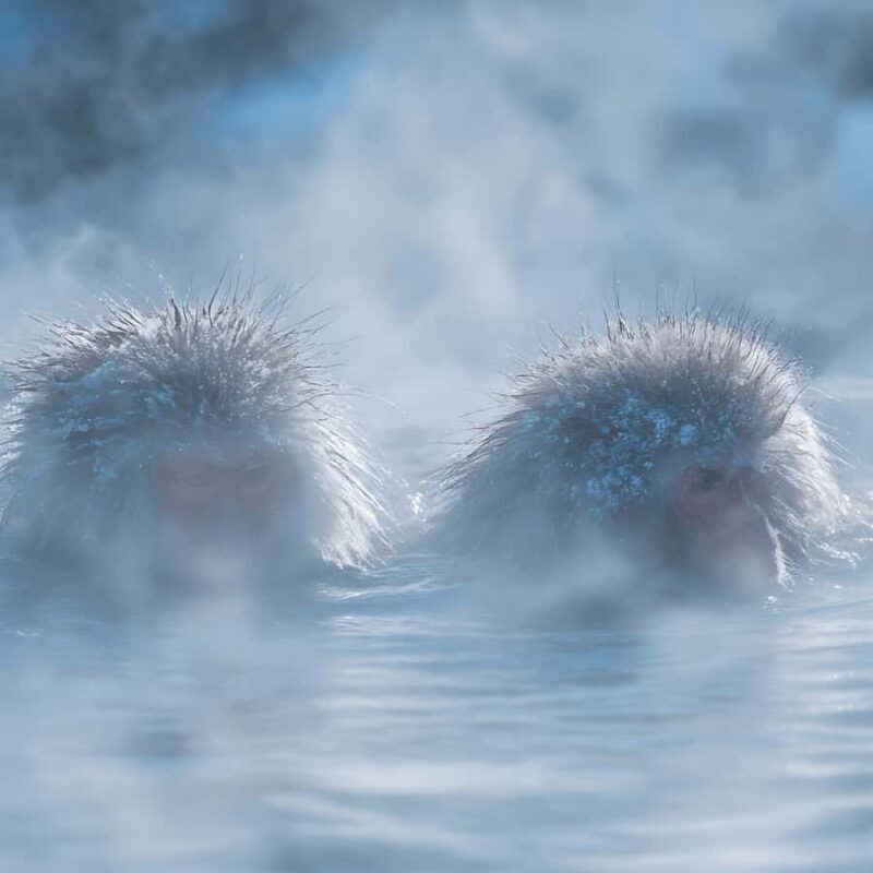 From Tokyo & Nagano: Snow Monkey Private Customizable Tour - FAQ – Your Practical Questions Answered