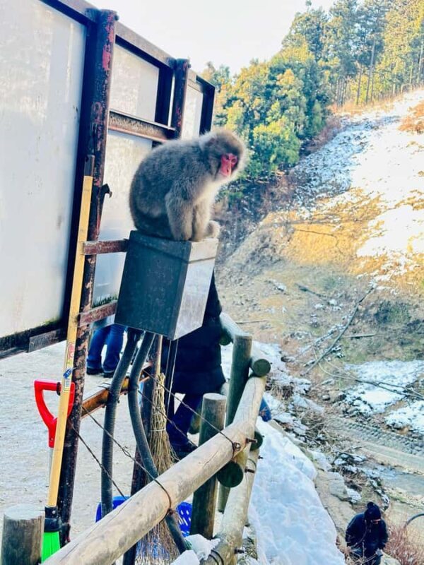 From Tokyo & Nagano Snow Monkeys Park Customized Day Tour - Final Thoughts