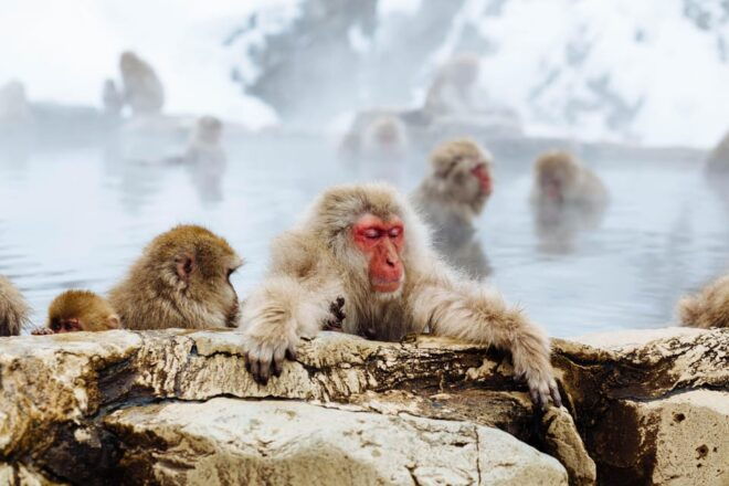 From Tokyo: Nagano, Zenkoji Temple, Snow Monkeys Day Trip - Jigokudani Monkey Park Visit