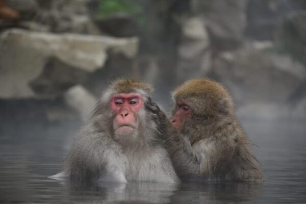 From Tokyo: Nagano, Zenkoji Temple, Snow Monkeys Day Trip - Sake Brewery Insights