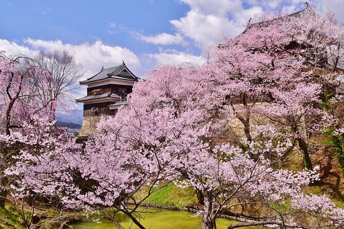 From Tokyo: National Treasure Matsumoto Castle & Cherry Blossom - An Honest Look at This Scenic Castle & Sakura Tour