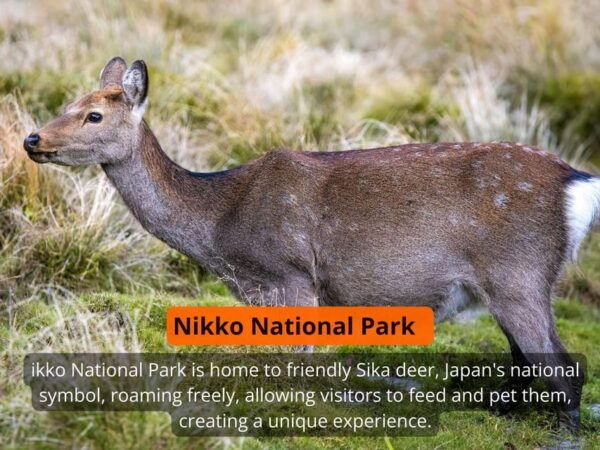 From Tokyo: Nikko Private Full-Day Sightseeing Day Trip - Frequently Asked Questions