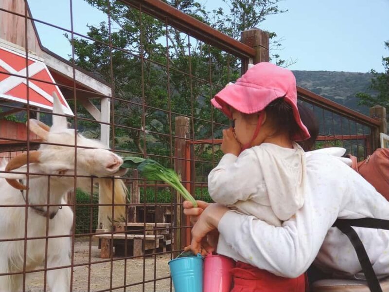 From Tokyo: Numazu Port, Mishima Skywalk, Mt. Fuji View Tour - Exploring Numazu Port: Japan’s Coastal Treasure