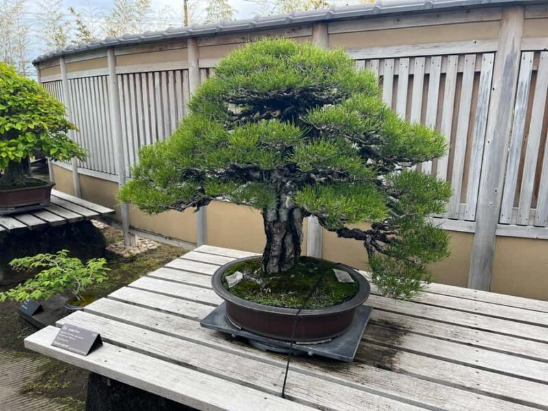 From Tokyo: Omiya Bonsai Village Tour with Licensed Guide - Final Thoughts