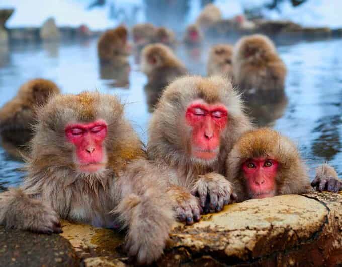 From Tokyo or Nagano: Private Snow Monkey Park Full day trip - Good To Know