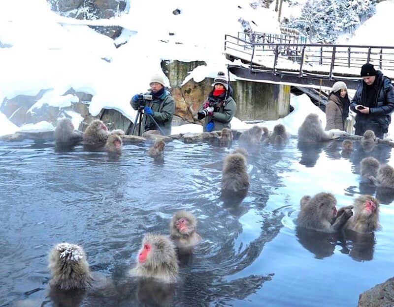 From Tokyo or Nagano: Private Snow Monkey Park Full day trip - The Sum Up