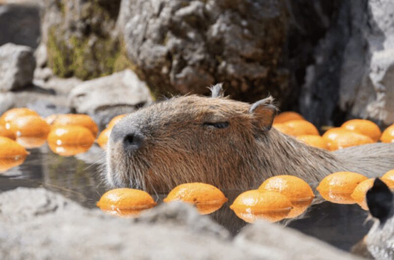 From Tokyo: Private Day Trip to Izu & Shimoda, Shizuoka - Frequently Asked Questions