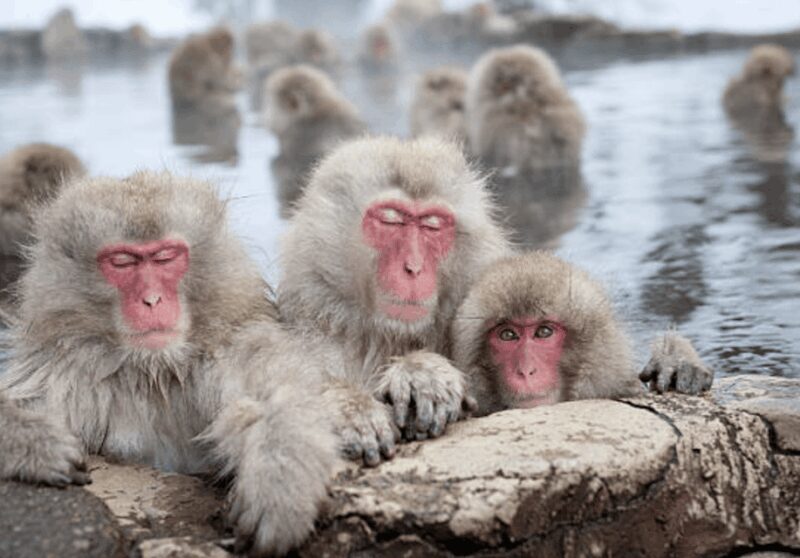 From Tokyo: Private Day Trip to Snow Monkey & Zenkoji - Good To Know