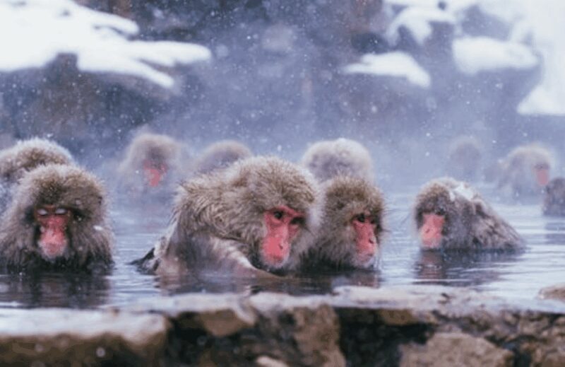 From Tokyo: Private Day Trip to Snow Monkey & Zenkoji - FAQ