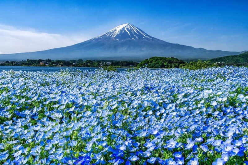 From Tokyo: Private Mount Fuji Day Trip by Car - What to Expect and Practical Tips
