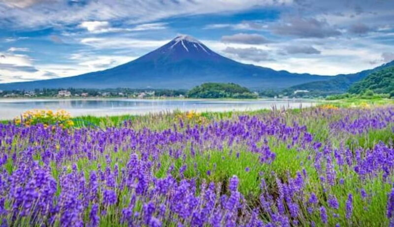 From Tokyo: Private Mount Fuji Day Trip by Car - Summary