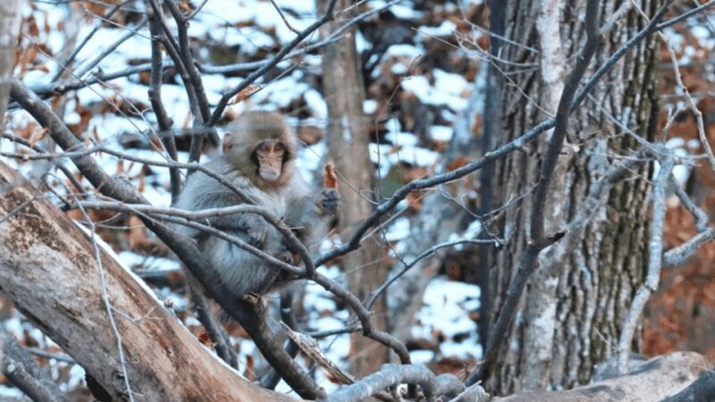 From Tokyo: Private Tour Snow Monkey Park & Zenko-ji Temple - Final Thoughts