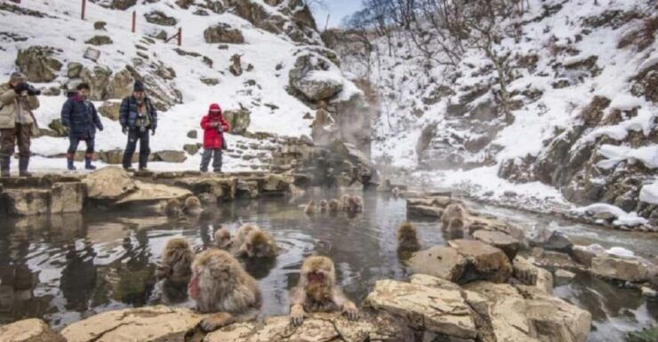 From Tokyo: Private Tour Snow Monkey Park & Zenko-ji Temple - Itinerary Highlights