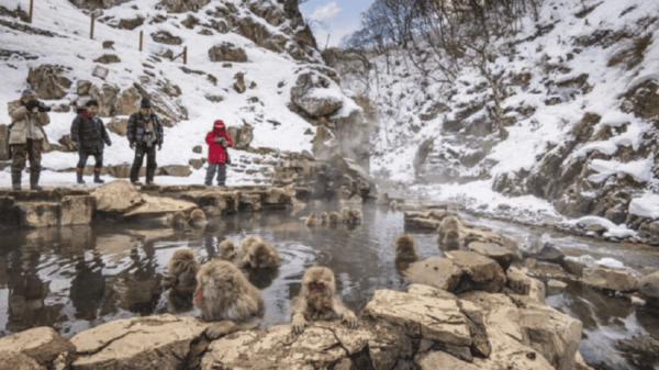 From Tokyo: Private Tour Snow Monkey Park & Zenko-ji Temple - What to Expect at Snow Monkey Park
