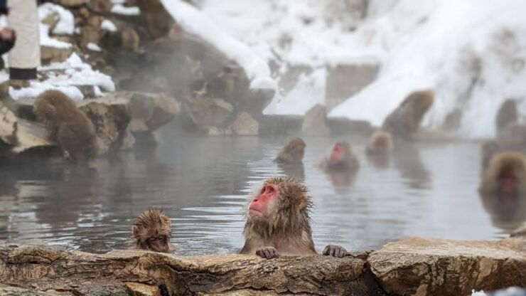 From Tokyo: Snow Monkey 1 Day Tour With Beef Sukiyaki Lunch - Tour Details