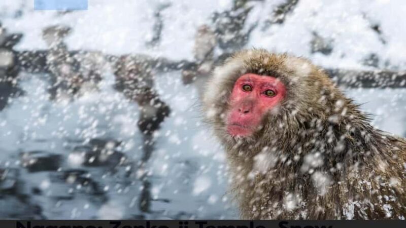 From Tokyo: Snow Monkey Full Day Customizable Private Tour - FAQ