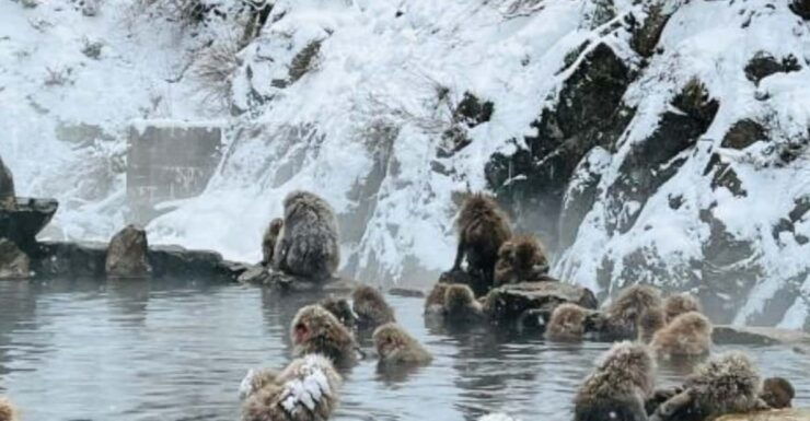 From Tokyo: Snow Monkey Park and Miso Production Day Tour - Itinerary Highlights