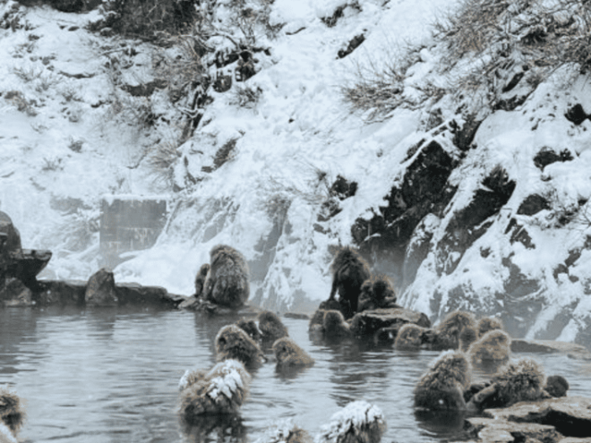 From Tokyo: Snow Monkey Park and Miso Production Day Tour - Vehicle and Driver Details