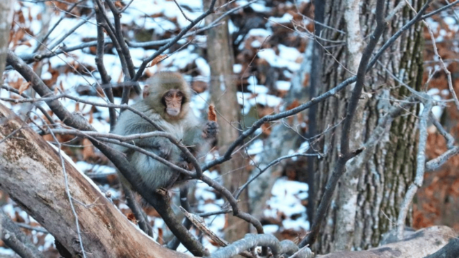 From Tokyo: Snow Monkey Park and Miso Production Day Tour - Important Participant Information