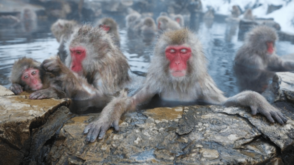 From Tokyo: Snow Monkey Park and Miso Production Day Tour - Frequently Asked Questions