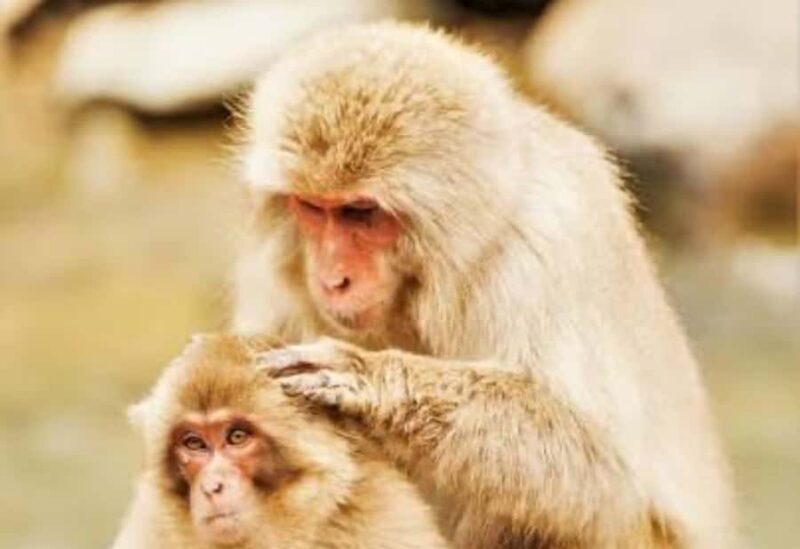 From Tokyo: Snow Monkey Park Private Tour With English Guide - A Deep Dive into the Experience
