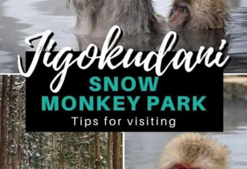 From Tokyo: Snow Monkey Park Private Tour With English Guide - Who Is This Tour Best For?