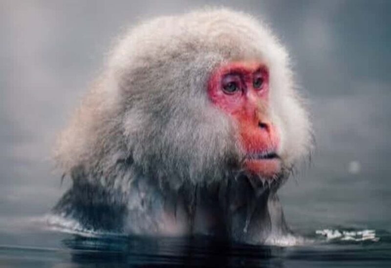 From Tokyo: Snow Monkey Park Private Tour With English Guide - FAQ