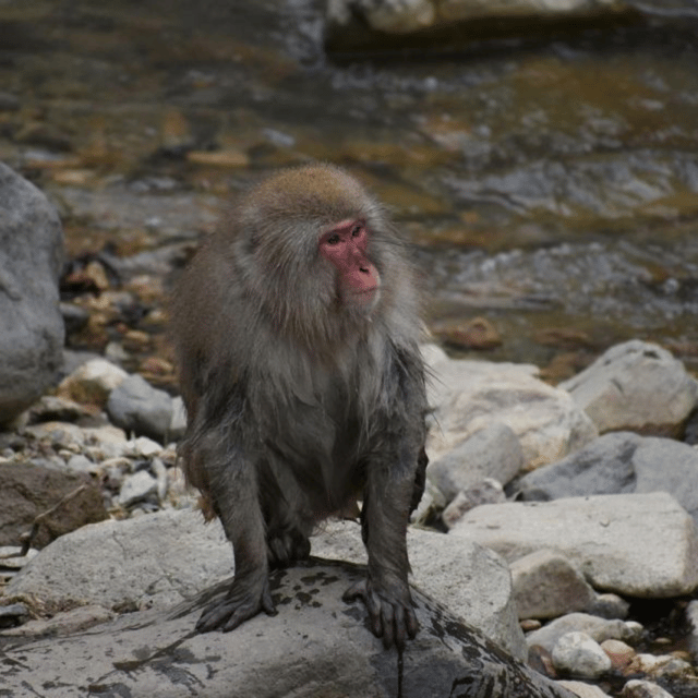 From Tokyo: Snow Monkey Park & Zenko-ji Temple Private Tour - Customer Experience