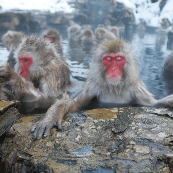 From Tokyo: Snow Monkey Park & Zenko-ji Temple Private Tour - What to Expect at Each Stop