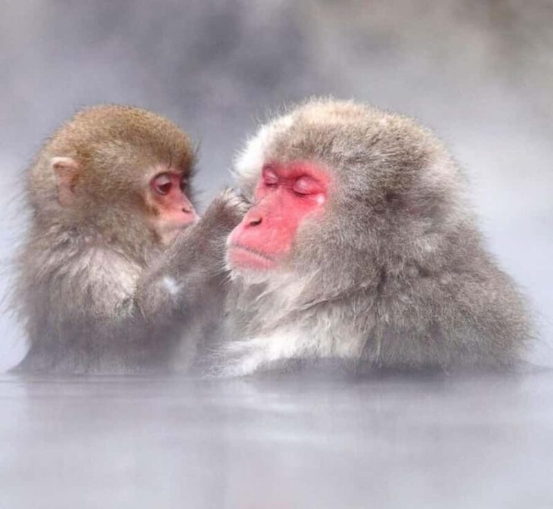 From Tokyo: Snow Monkey & Zenko-ji Temple Private Tour - Who Should Consider This Tour?