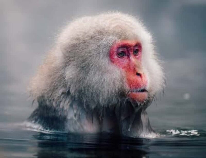 From Tokyo: Snow Monkey & Zenkoji Temple Customizable Tour - The Value of a Private, Customizable Experience