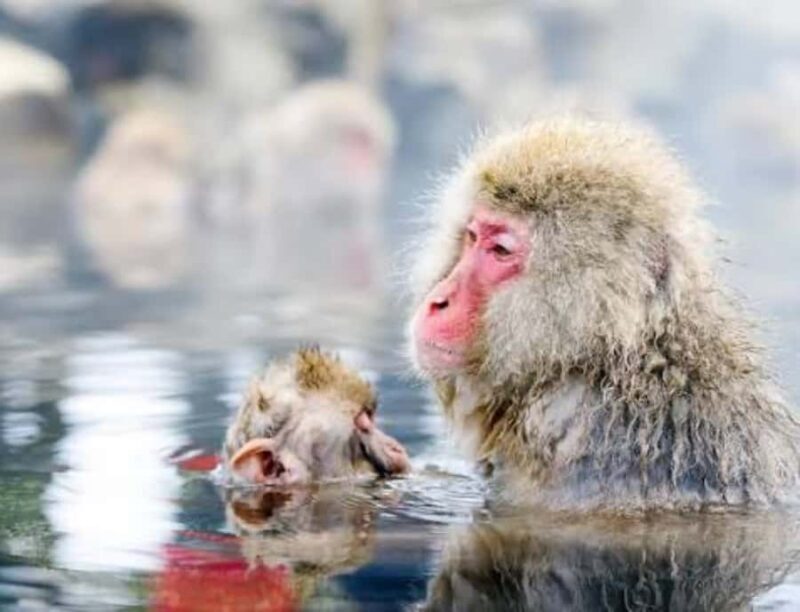 From Tokyo: Snow Monkey & Zenkoji Temple Customizable Tour - Good To Know