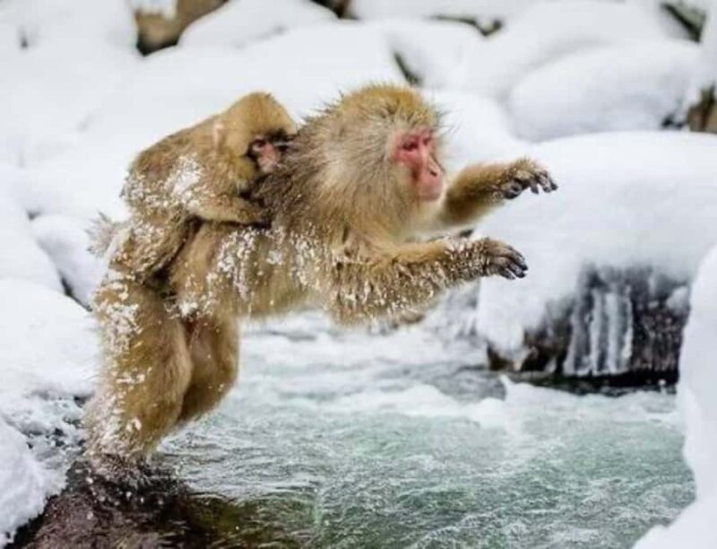 From Tokyo: Snow Monkey & Zenkoji Temple Customizable Tour - Practical Details: What You Need to Know