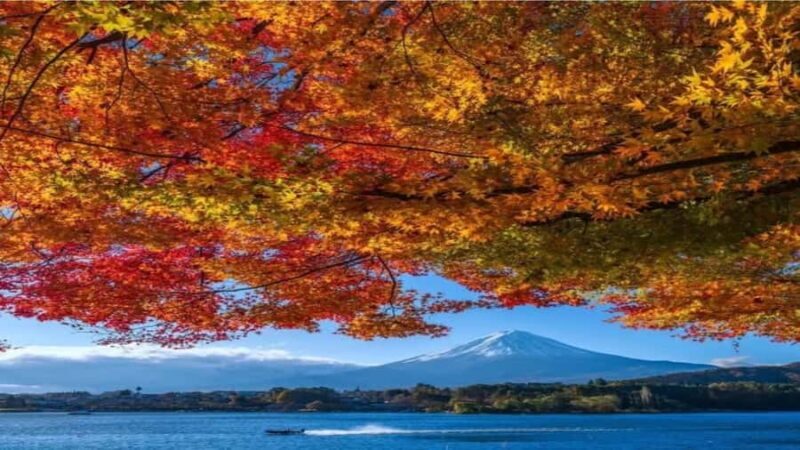 From Tokyo: Tokyo Private Tour with Temples & Towers - FAQ