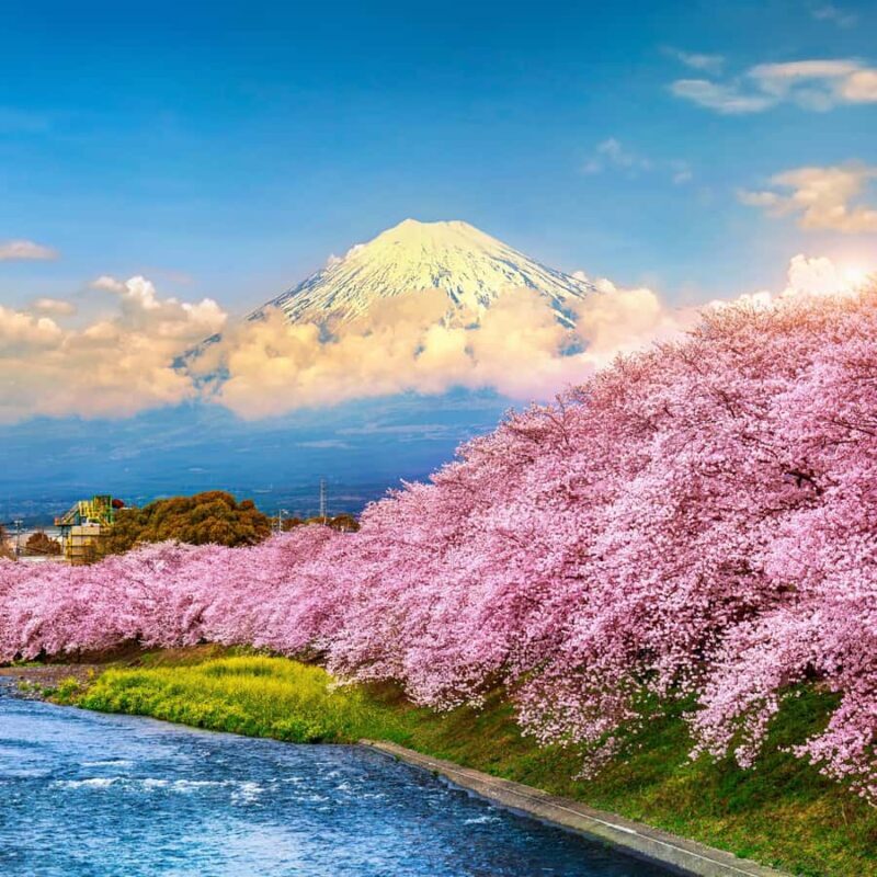 From Tokyo:Mount Fuji Full Customize Tour With English Guide - Who Will Love This Tour?