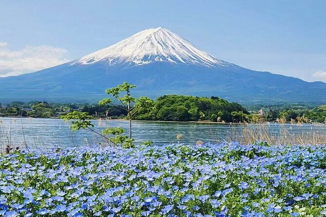 From Tokyo:Mount Fuji Lake Kawaguchi, Oshino Hakkai,Shrine Tour - Price & Value Analysis