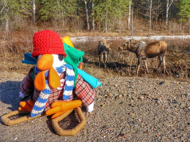 From Toronto: Algonquin Park Canoeing & Hiking Adventure - What to Expect on This Tour