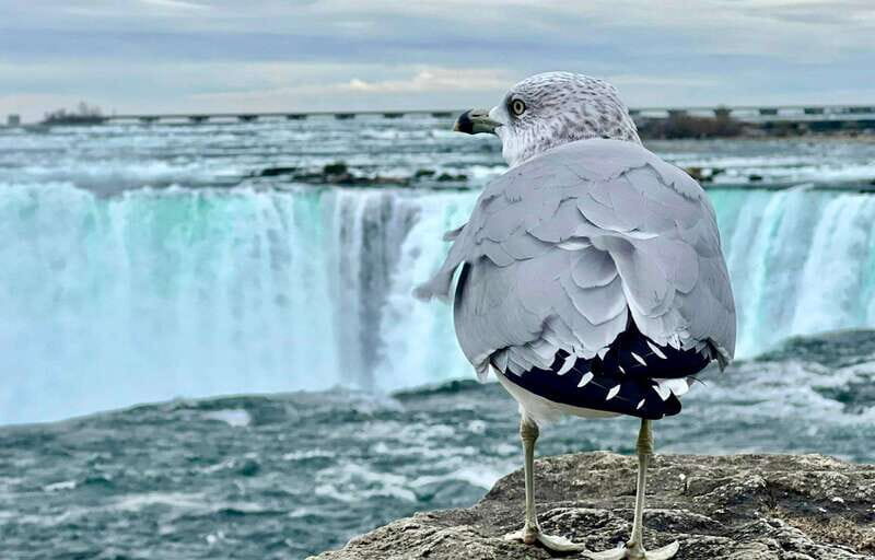 From Toronto: Niagara Falls Tour + Boat Ride and/or Journey - Final Thoughts