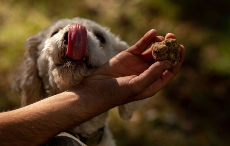 From Tortona: Piedmont Truffle Hunting Experience - Good To Know