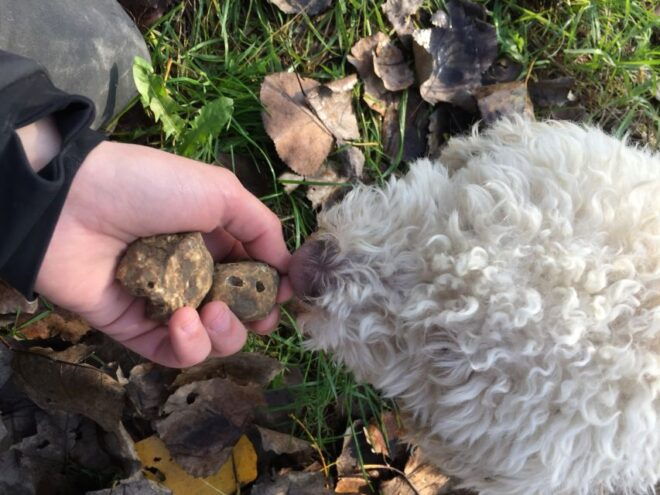 From Tortona: Piedmont Truffle Hunting Experience - Includes